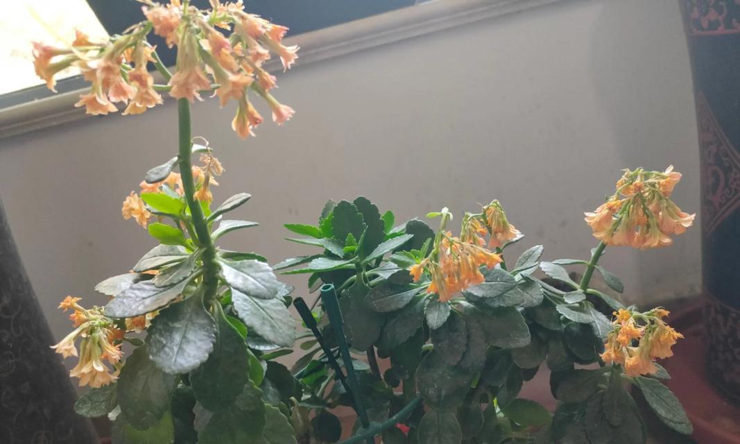 灿烂植物修剪枝条的最佳时机是什么时候？修剪后如何护理？