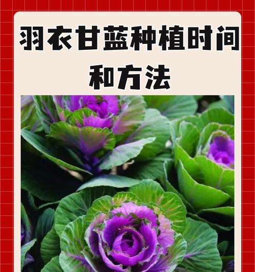 百叶种子种植方法有哪些？如何确保种植成功？