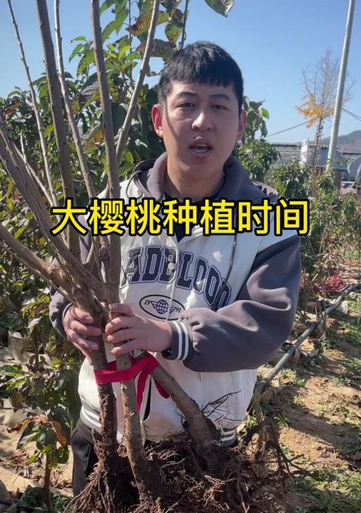 百叶种子种植方法有哪些？如何确保种植成功？