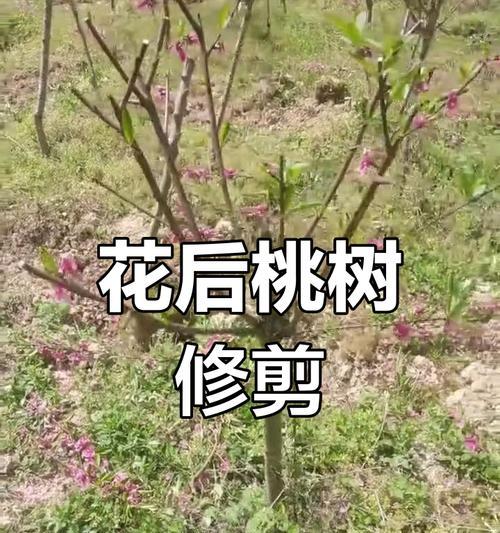 怎么修剪枝条才好？修剪枝条的最佳时间和方法是什么？