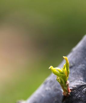 香梨树催芽方法是什么？如何提高发芽率？