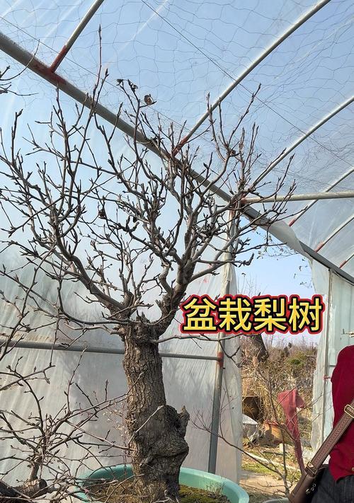 香梨树催芽方法是什么？如何提高发芽率？