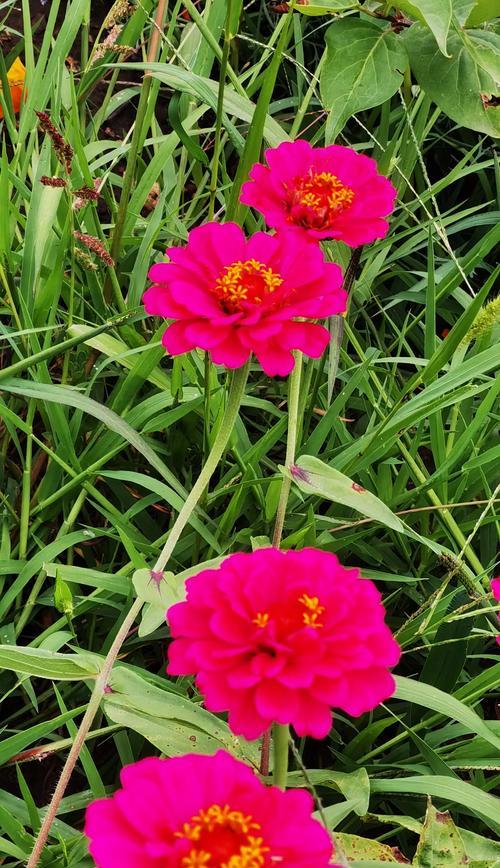 104朵花代表什么含义？花语背后的秘密是什么？