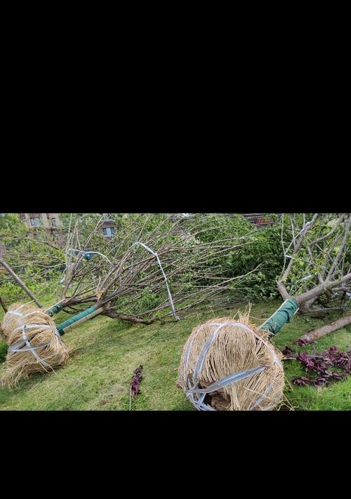 红梅花种植方法是什么？如何正确种植红梅花？