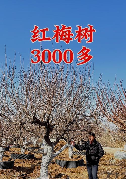 红梅花种植方法是什么？如何正确种植红梅花？