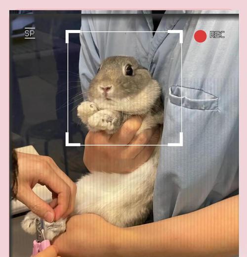 修剪枝干兔子的正确方法是什么？修剪后如何护理？