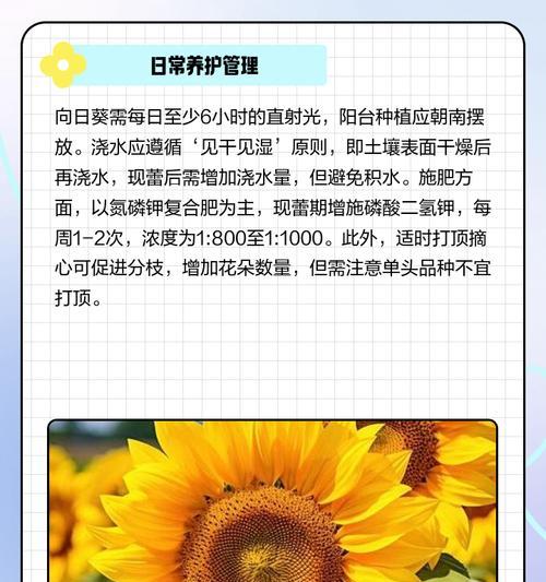 向日葵催芽方法是什么？需要多长时间才能发芽？