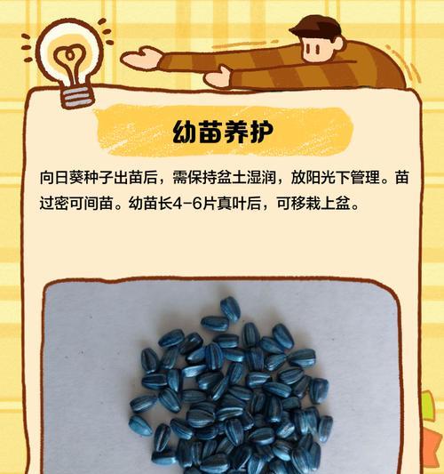 向日葵催芽方法是什么？需要多长时间才能发芽？