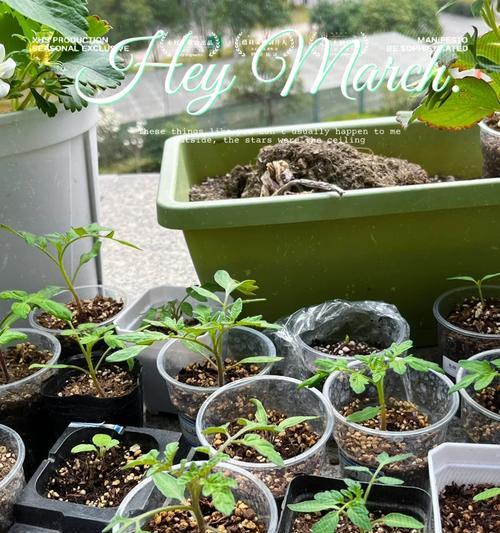 玲珑小番茄催芽方法是什么？步骤和注意事项有哪些？