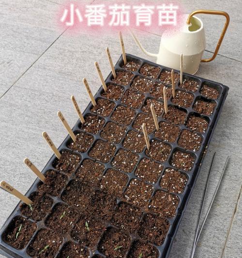 玲珑小番茄催芽方法是什么？步骤和注意事项有哪些？
