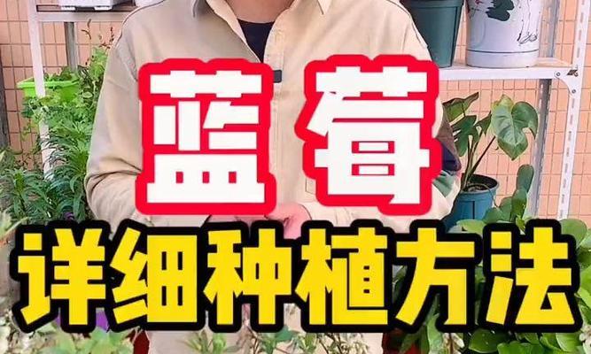 蓝莓怎么种植？种植方法有哪些常见问题？