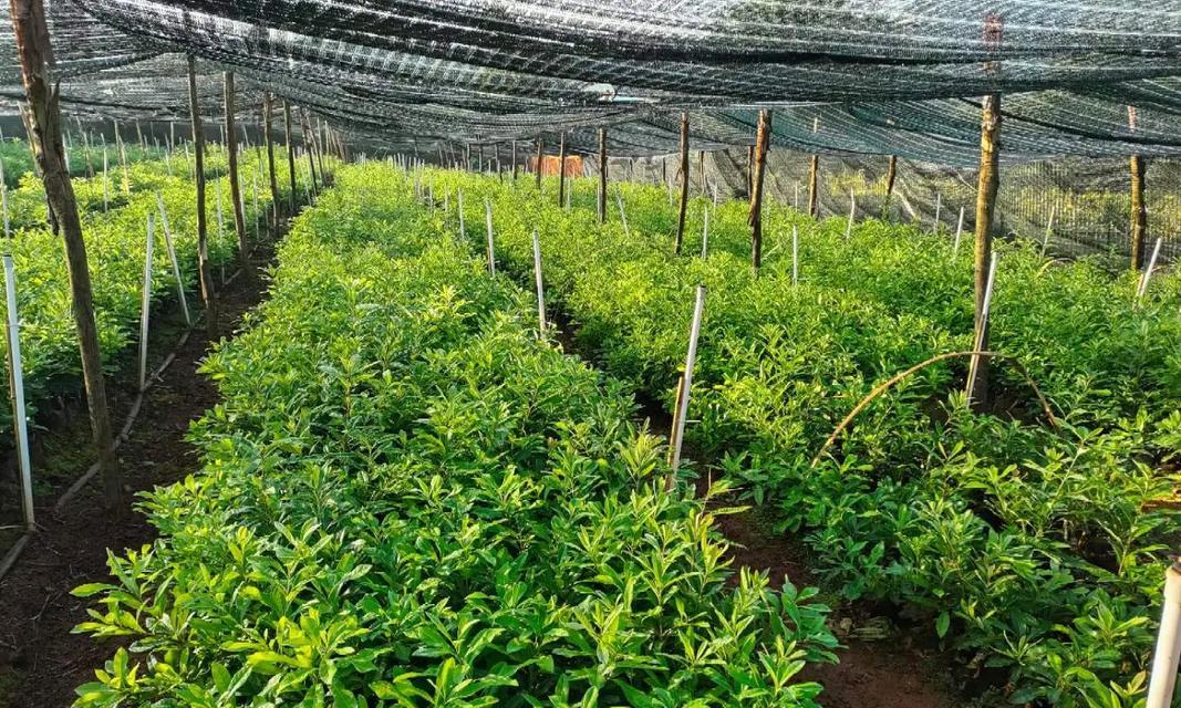 蓝莓怎么种植？种植方法有哪些常见问题？