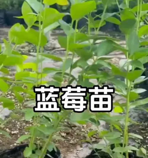 蓝莓怎么种植？种植方法有哪些常见问题？