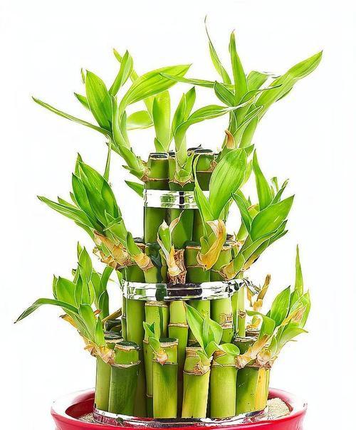 水竹扦插种植方法是什么？如何确保成活率高？