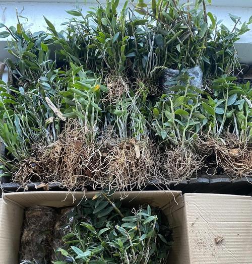 石斛种植方法有哪些？如何确保石斛生长旺盛？