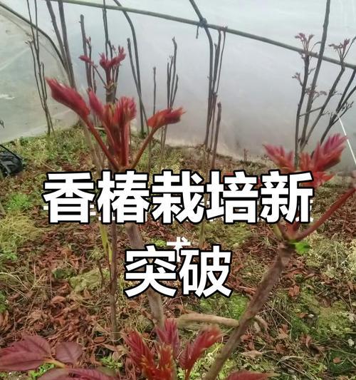 小苗秧催芽方法是什么？需要多长时间才能发芽？
