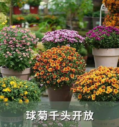 球菊长盆种植方法是什么？如何正确进行养护？