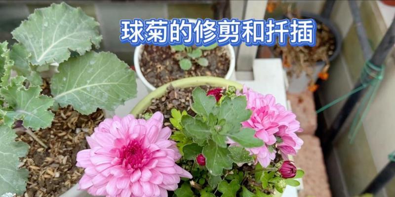 球菊长盆种植方法是什么？如何正确进行养护？
