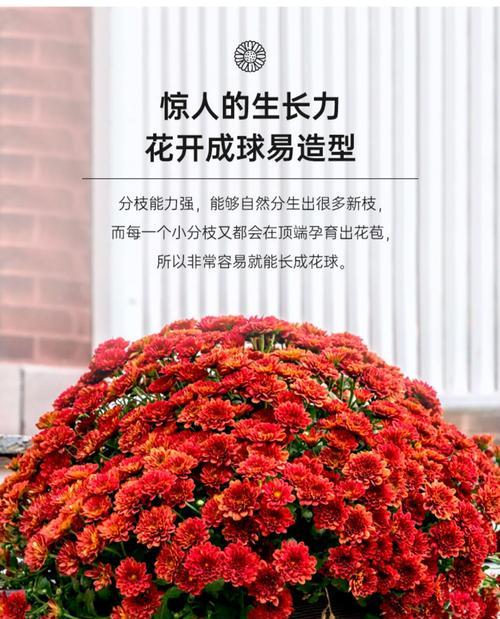 球菊长盆种植方法是什么？如何正确进行养护？