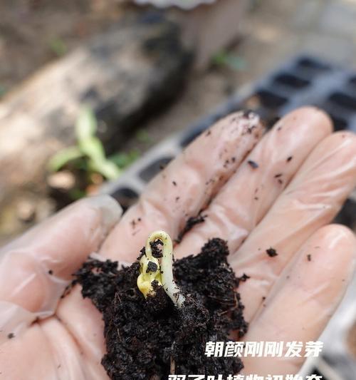 密封催芽后植物移植的最佳时机是什么时候？如何正确进行移植操作？