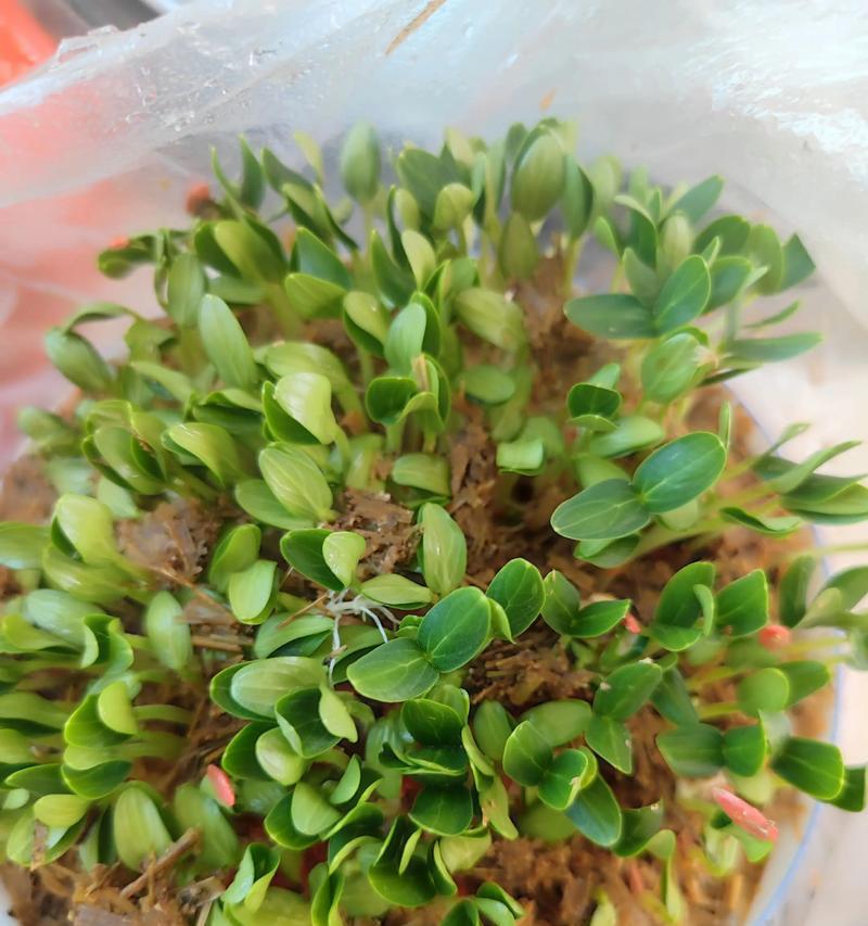 密封催芽后植物移植的最佳时机是什么时候？如何正确进行移植操作？