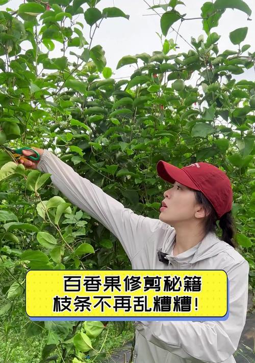 冰淇淋果修剪枝条的最佳时机是什么时候？如何正确修剪？