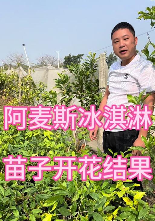 冰淇淋果修剪枝条的最佳时机是什么时候？如何正确修剪？
