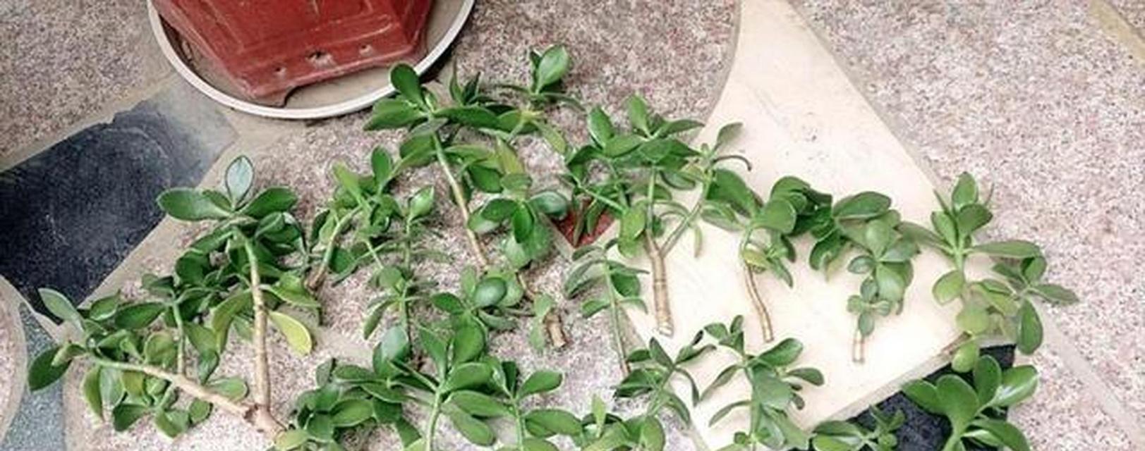 油豆秧修剪枝条的最佳时机是什么时候？如何正确修剪？