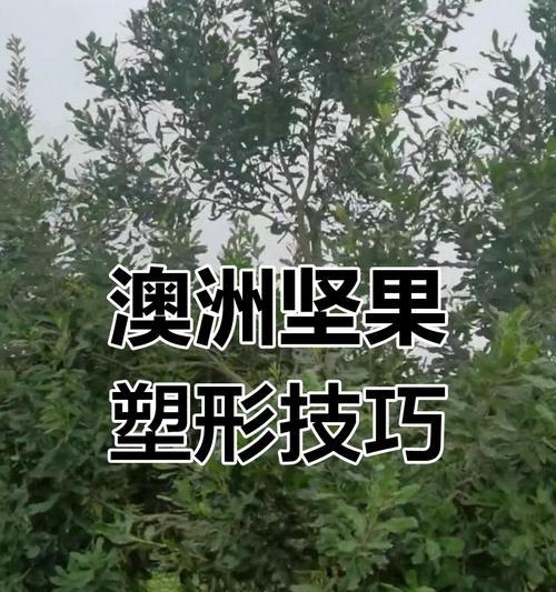 油豆秧修剪枝条的最佳时机是什么时候？如何正确修剪？