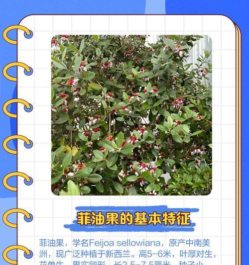 菲油果怎么种植方法？种植过程中需要注意哪些常见问题？
