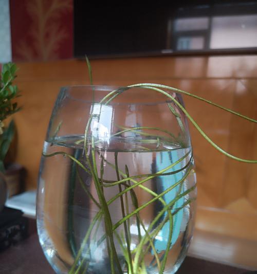 荷花种花怎么催芽最好？有效催芽方法有哪些？
