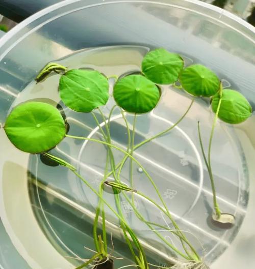 荷花种花怎么催芽最好？有效催芽方法有哪些？