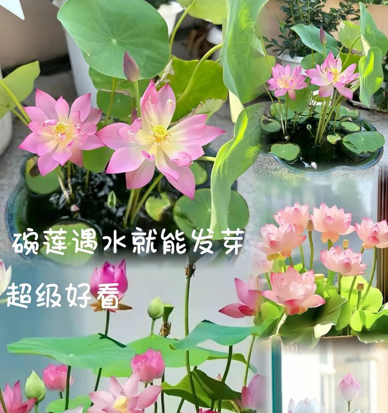 荷花种花怎么催芽最好？有效催芽方法有哪些？