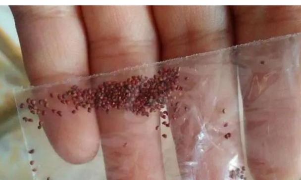 木鳖子催芽方法有哪些？如何快速发芽？