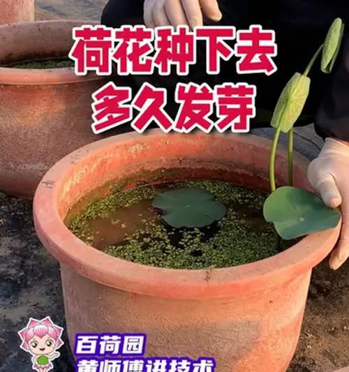 莲花种催芽种植方法是什么？需要多长时间才能发芽？