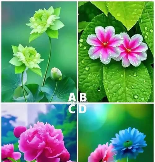 104朵花的寓意是什么意思？如何正确解读？