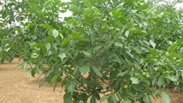 黑桃树桩催芽方法是什么？需要多长时间才能发芽？
