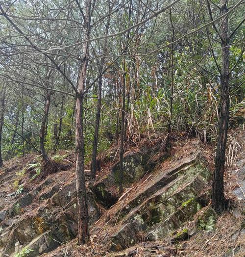 林上松树怎么种植方法？种植过程中应注意哪些问题？