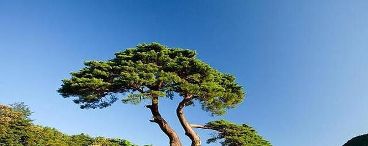 林上松树怎么种植方法？种植过程中应注意哪些问题？