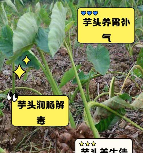 发芽山芋如何快速催芽？有效方法有哪些？