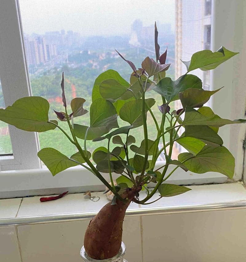 发芽山芋如何快速催芽？有效方法有哪些？