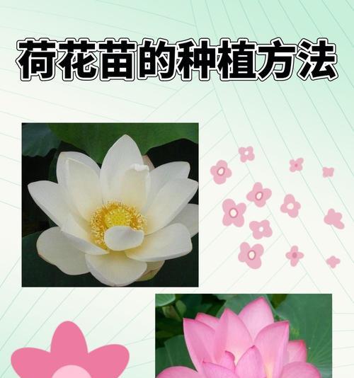 荷花种植方法有哪些？怎么种荷花才能长得好？