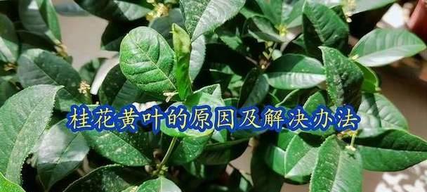 桂树黄叶修剪枝条的最佳时机是什么时候？如何正确修剪？