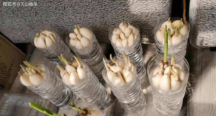 蒜苗种子催芽方法是什么？如何提高发芽率？