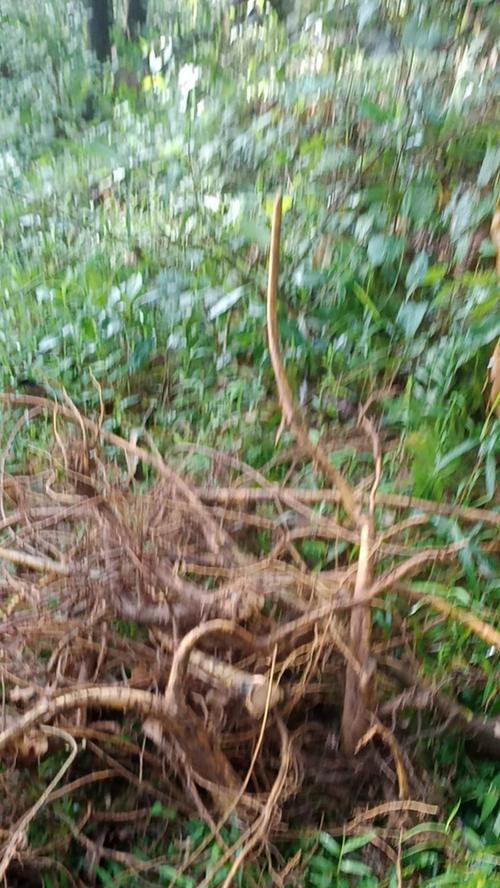 牛奶根树种植方法是什么？如何正确种植牛奶根树？
