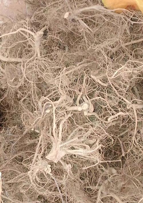 牛奶根树种植方法是什么？如何正确种植牛奶根树？
