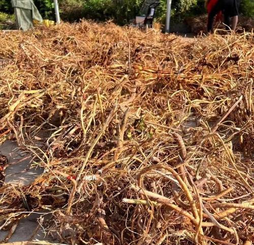 牛奶根树种植方法是什么？如何正确种植牛奶根树？