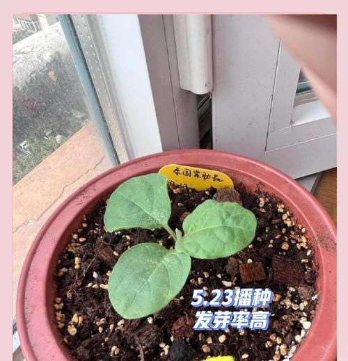 茄子催芽方法是什么？步骤和注意事项有哪些？