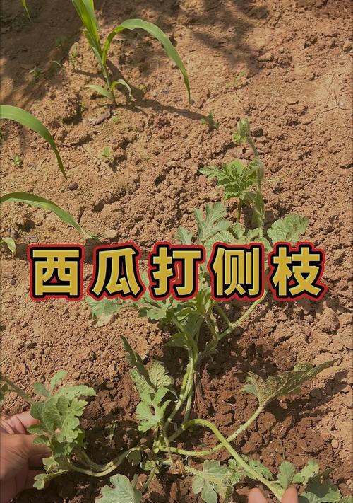 洋瓜修剪枝条的最佳时机是什么时候？具体步骤有哪些？