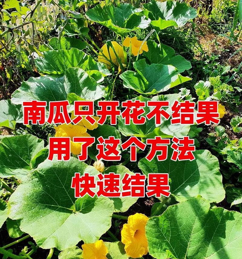 催芽了南瓜种子怎么种植？种植过程中需要注意什么？